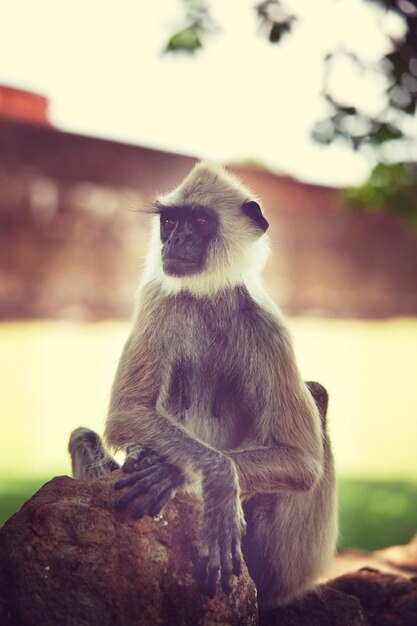 Mono en Sri Lanka