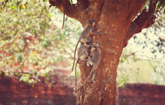 Mono en Sri Lanka