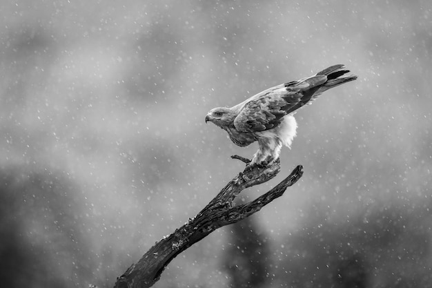 Foto mono-tawny-adler auf einem zweig im regen