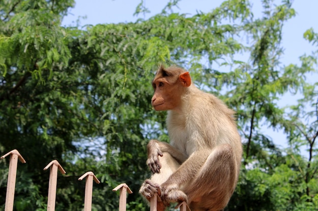Mono en el templo de la cueva de Badami India