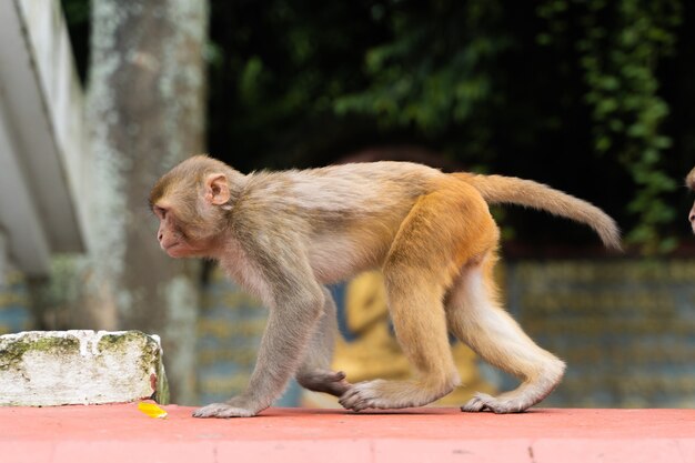 Mono en el templo de Swayambhunath o templo del mono en Katmandú, Nepal. Foto de stock.