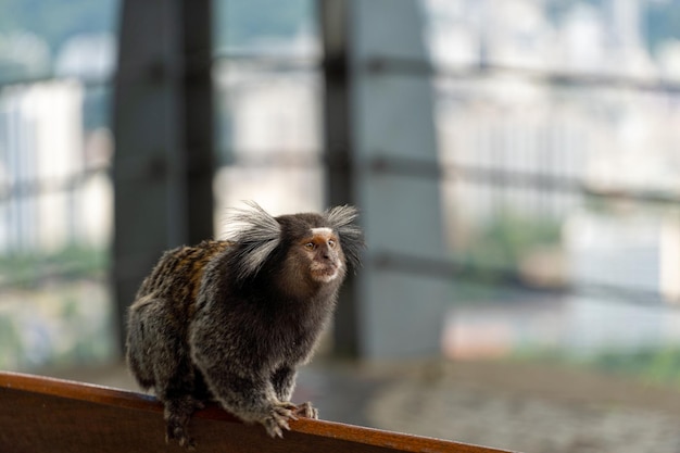 Mono tití brasileño Callithrix jacchus natural de Río de Janeiro Brasil tití común mono Sagui en la colina de Urca