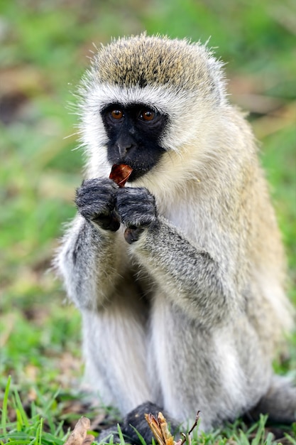 Mono verde (Chlorocebus pygerythrus) en una reserva natural en Sudáfrica