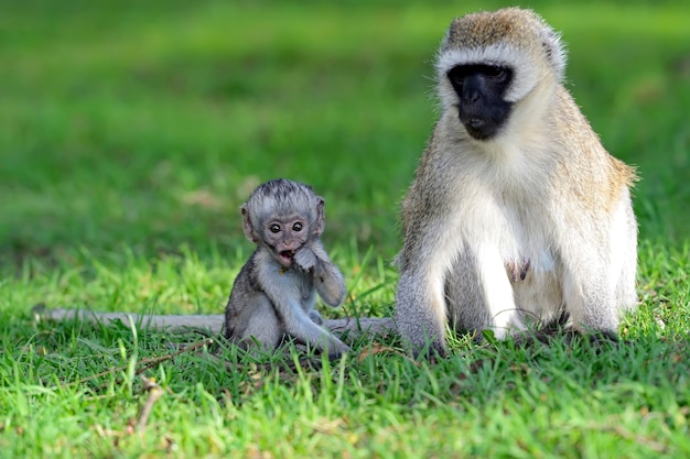 Foto mono verde (chlorocebus pygerythrus) en una reserva natural en sudáfrica