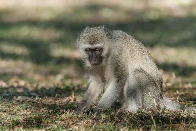 Mono verdeParque Nacional KrugerSudáfrica