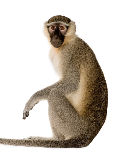 Mono Vervet - Chlorocebus pygerythrus aislado