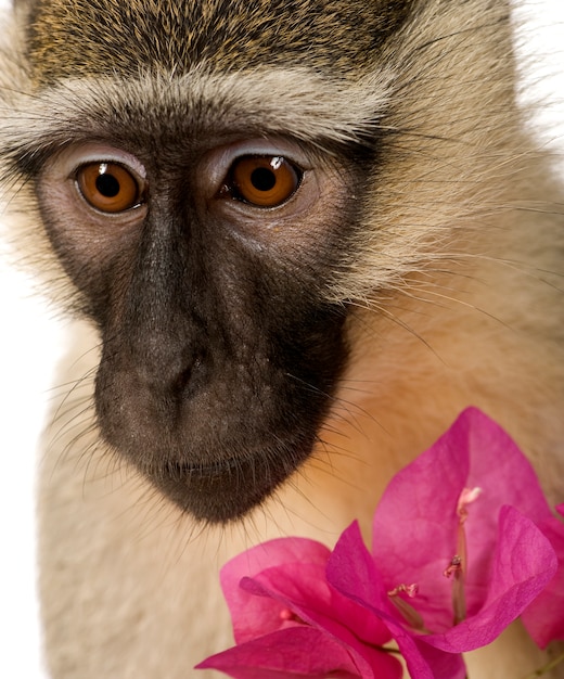 Mono Vervet - Chlorocebus pygerythrus aislado