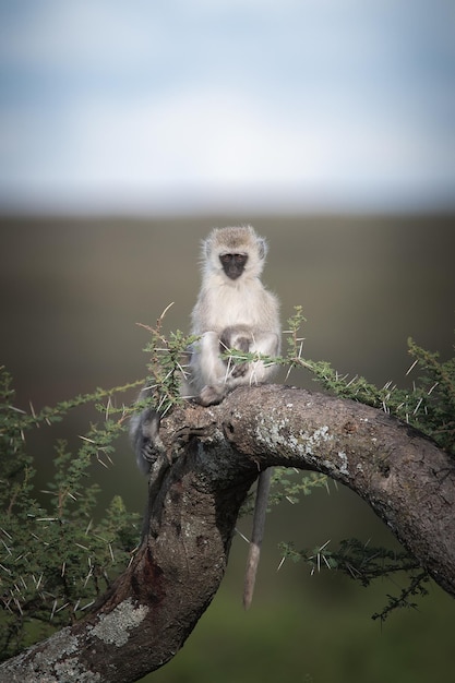 Mono Vervet Chlorocebus pygerythrus