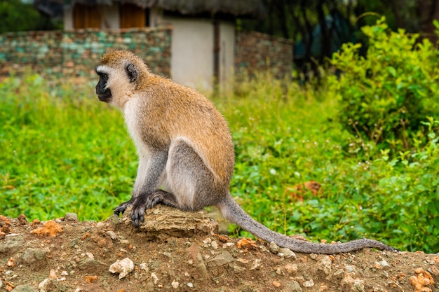 Mono Vervet (nombre científico: cercopthecus aethiops, o Tumbiili en Swaheli), en el Parque Nacional del Lago Manyara, Tanzania