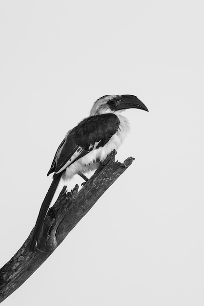 Foto mono-weibchen von der decken hornbill sitzt