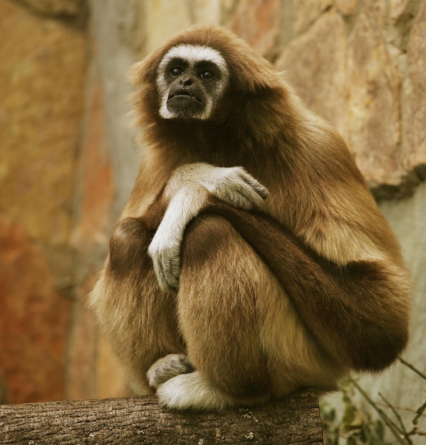 Mono en el zoológico