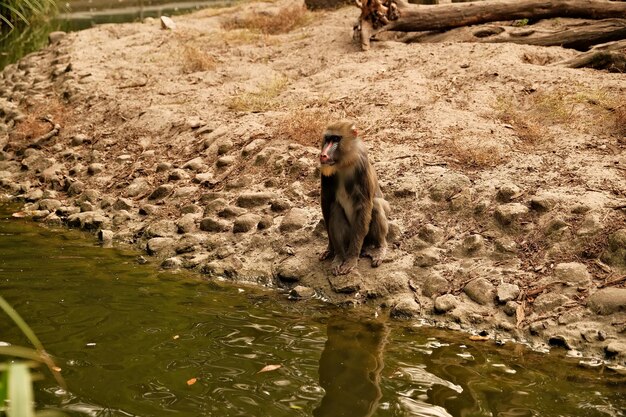 Mono en el zoológico