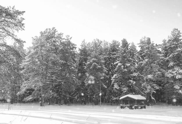 Monochromer Holzpavillon im Wald am sonnigen Wintertag