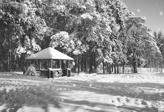 monochromer Holzpavillon im Wald im sonnigen Wintertag