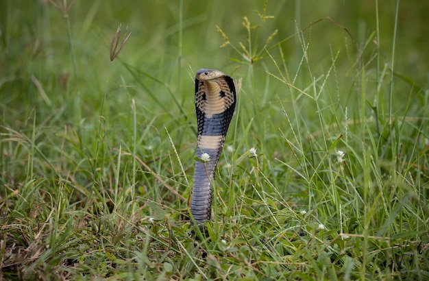 Monocled Cobra auf dem Boden Tierportriat