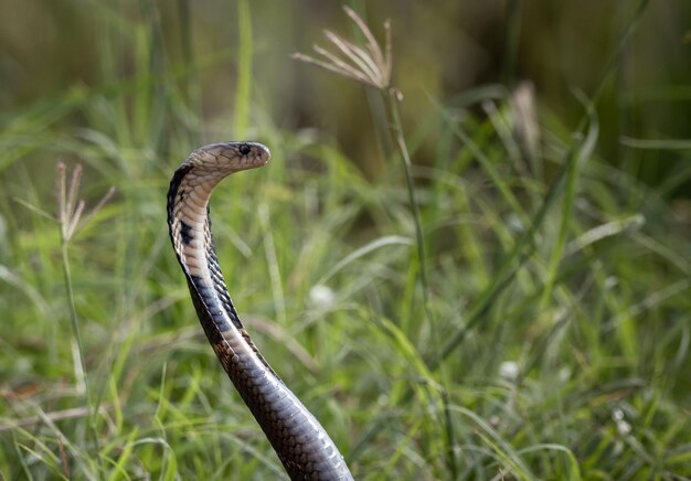 Monocled Cobra auf dem Boden Tierportriat