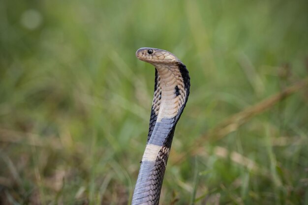 Monocled Cobra en el suelo Animal portriat