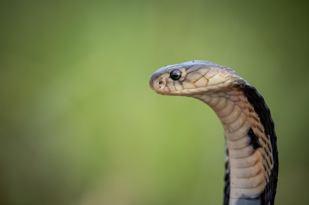 Monocled Cobra en el suelo Animal portriat