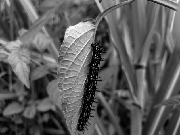 Monokrom cuterpillar auf dem tropischen Blatt des schönen Naturkonzeptes des Blatthintergrundes