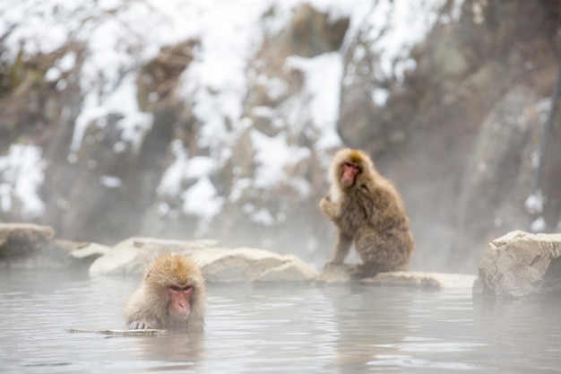 Foto los monos en el agua