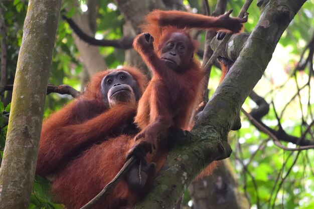 Foto monos en un árbol