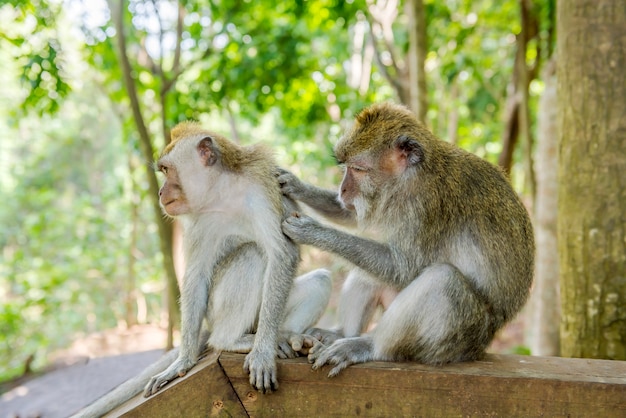 Monos balineses de cola larga en la naturaleza