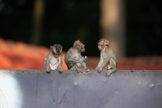 Los monos bebés están jugando travieso