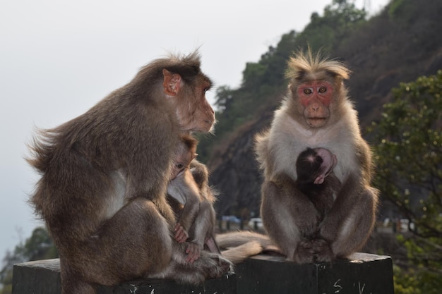 Monos con bebés sentados en la barandilla