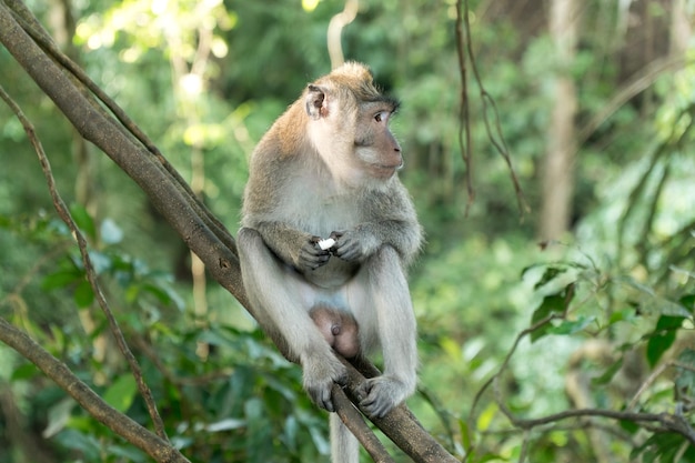 Monos en el bosque en bali.