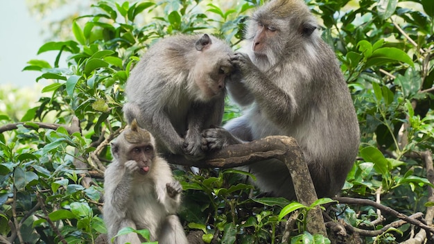 Monos en el bosque en bali.