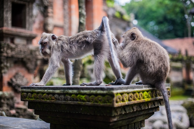 Monos en el bosque de los monos, Bali