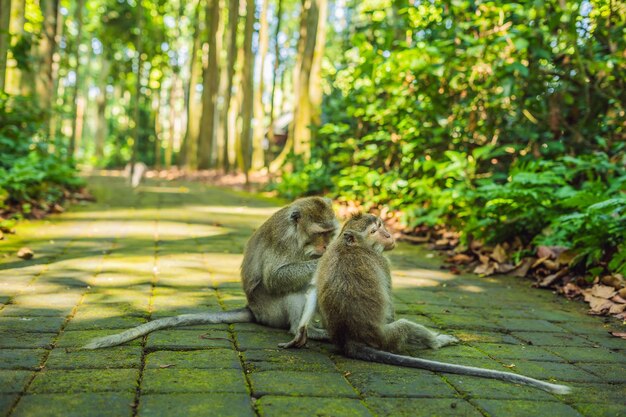 Monos en el bosque de los monos de Ubud Bali Indonesia