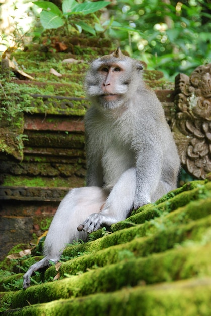 Monos en el bosque de los monos de Ubud, Bali, Indonesia.