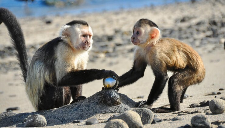 Los monos capuchinos muestran curiosidad por un objeto misterioso en la playa