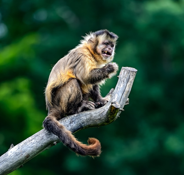 Monos capuchinos en su hábitat natural y la sabana africana