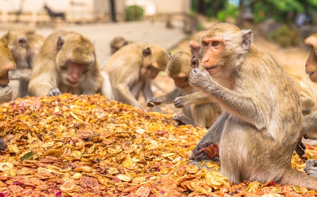 Monos comiendo, templo en Tailandia.