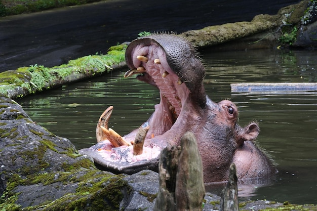 Los monos en un lago