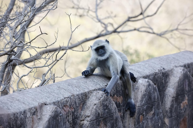 Los monos Languar en el fuerte de Ranthambore en la India
