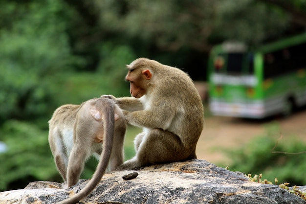 Monos lindos con familia Primer plano de mono Monos que viven en la naturaleza