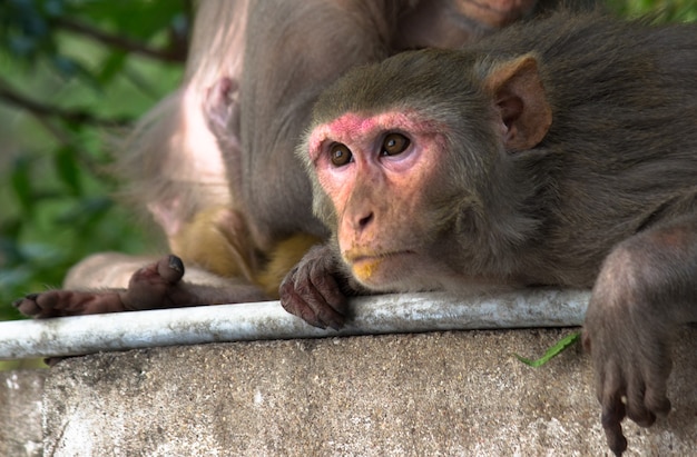 Los monos macacos Rhesus son primates marrones familiares o simios con caras y traseros rojos