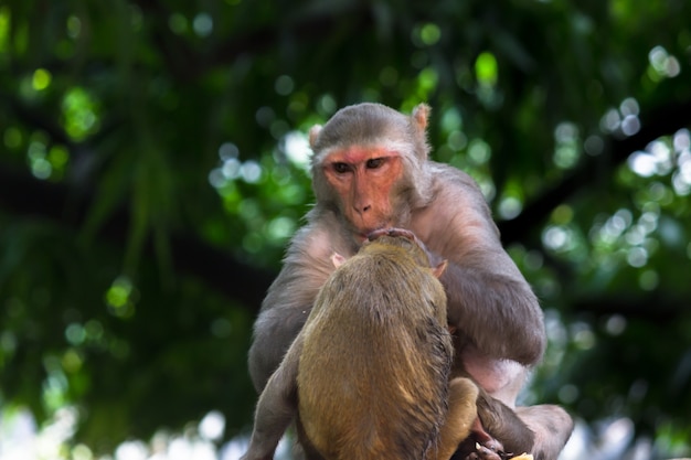 Los monos macacos Rhesus son primates marrones familiares o simios sentados debajo del árbol.