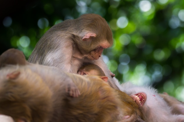 Los monos macacos Rhesus son primates marrones o simios familiares con la cara y el trasero rojos