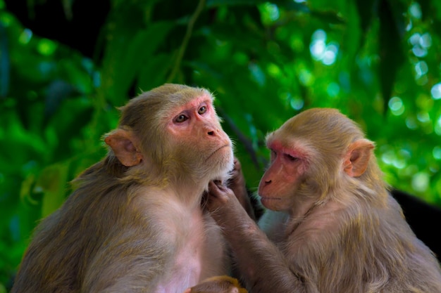 Los monos macacos Rhesus son primates o simios marrones familiares o Macaca o Mullata con caras rojas