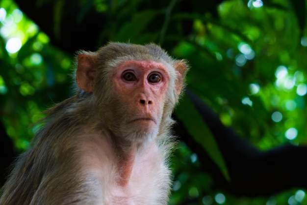 Los monos macacos Rhesus son primates o simios marrones familiares o Macaca o Mullata con caras rojas