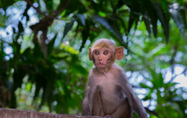 Los monos macacos Rhesus son primates o simios marrones familiares o Macaca o Mullata con caras rojas