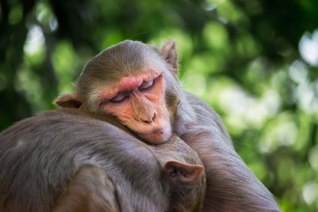 Los monos macacos Rhesus son primates o simios marrones familiares o Macaca o Mullata durmiendo con un hermano