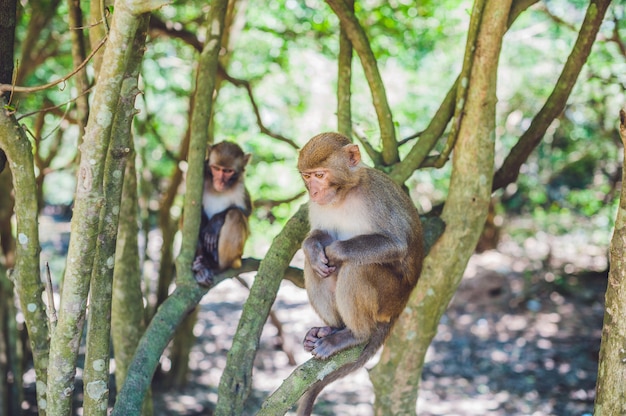Monos macacos sentados en un árbol