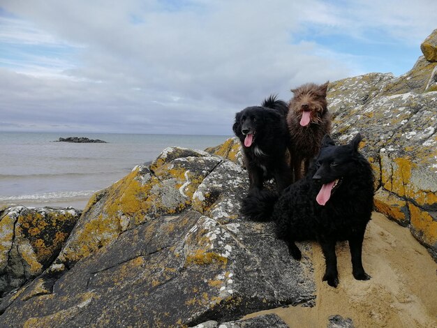 Foto los monos en un mar