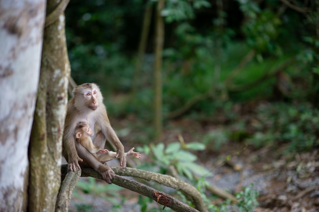 Monos y monos en el bosque fértil.