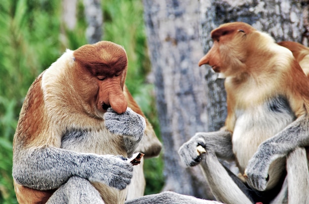 Los monos de nariz almuerzan